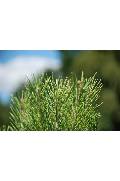 Сосна густоквіткова Окулус Драконіс (Око Дракона) штамб | Сосна густоцветковая Окулус Драконис (Глаз Дракона) штамб | Pinus densiflora Oculus draconis shtamb